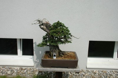 Big Spruce Big fun!!!! – Italian Bonsai Dream – Mauro Stemberger