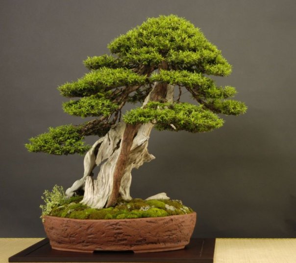 Taxus Cuspidata4 â€“ Italian Bonsai Dream â€“ Mauro Stemberger