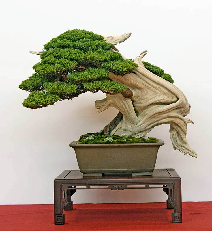 juniperus itoigawa h 75cm tokoname pot – Italian Bonsai Dream