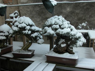 I would like to wish all my friends a very Merry Christmas!!!!!! – Italian Bonsai Dream image photo