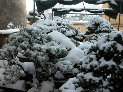 I would like to wish all my friends a very Merry Christmas!!!!!! – Italian Bonsai Dream pic