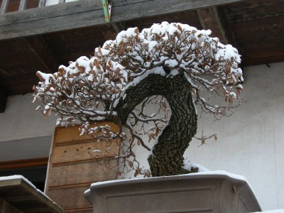 I would like to wish all my friends a very Merry Christmas!!!!!! – Italian Bonsai Dream pic