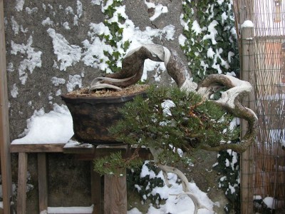 I would like to wish all my friends a very Merry Christmas!!!!!! – Italian Bonsai Dream